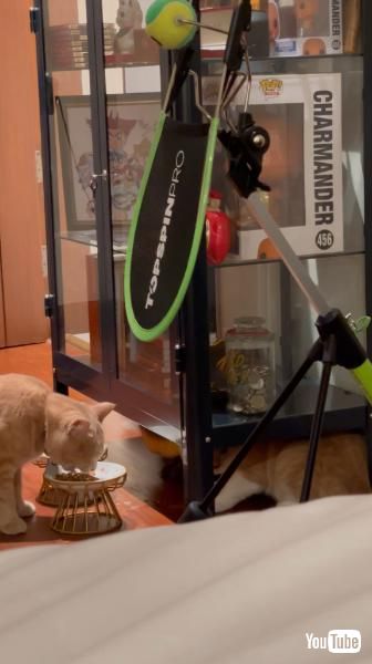 おやつを食べる猫