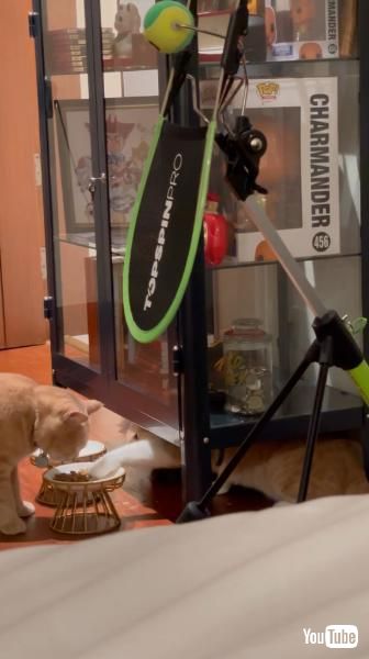 おやつに手を伸ばす猫