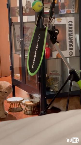 おやつを盗む猫