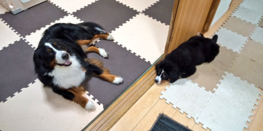 以前の2匹のデカワンコ