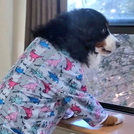 術後服を着たデカワンコ