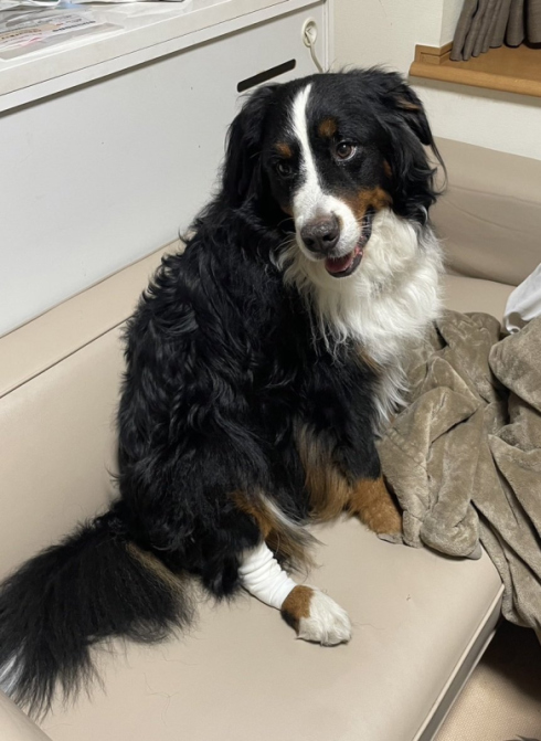 術後服を着たデカワンコ