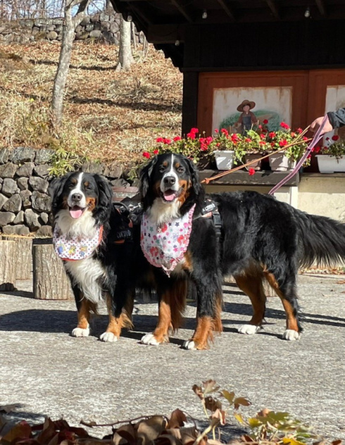 術後服を着たデカワンコ