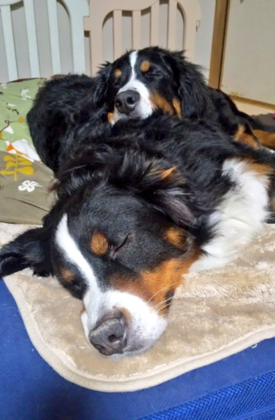 寝る2匹のデカワンコ