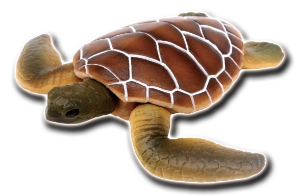 世界の亀たち 1