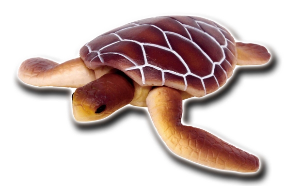 世界の亀たち 1