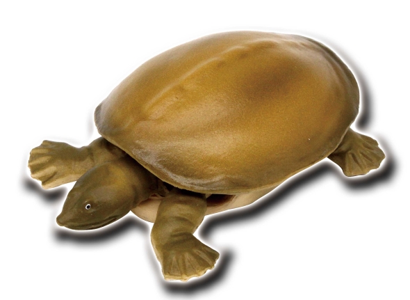 世界の亀たち 1