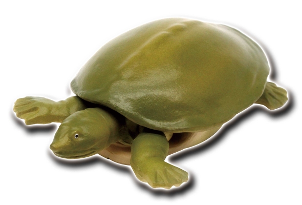 世界の亀たち 1