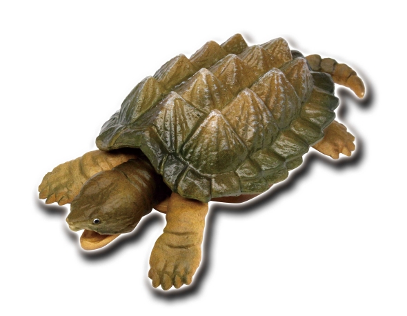 世界の亀たち 1