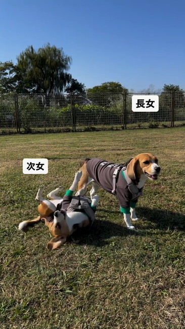 ひゃっほーチヨ