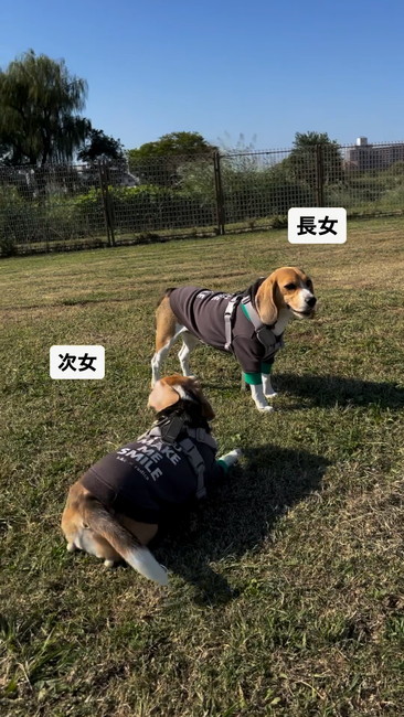 立ち上がるチヨ