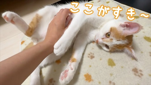 ホットカーペットの良さに気付いた子猫