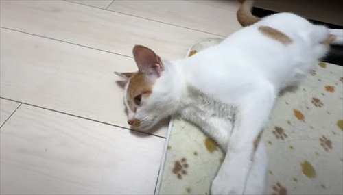 ホットカーペットの良さに気付いた子猫