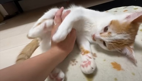 ホットカーペットの良さに気付いた子猫