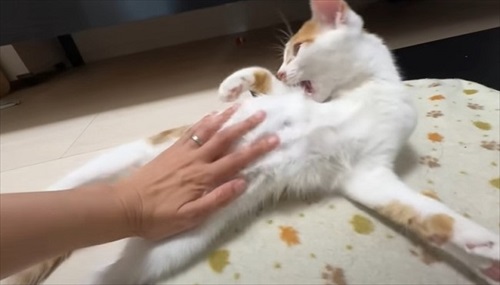 ホットカーペットの良さに気付いた子猫