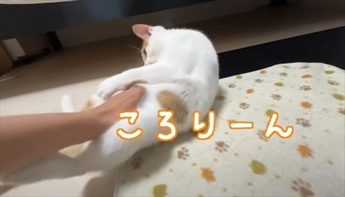 ホットカーペットの良さに気付いた子猫