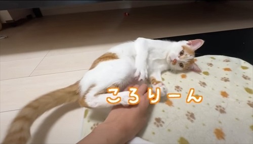 ホットカーペットの良さに気付いた子猫