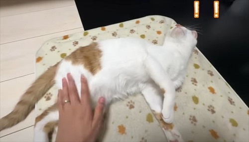 ホットカーペットの良さに気付いた子猫