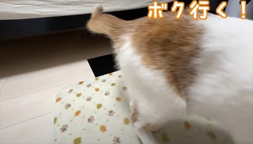 ホットカーペットの良さに気付いた子猫