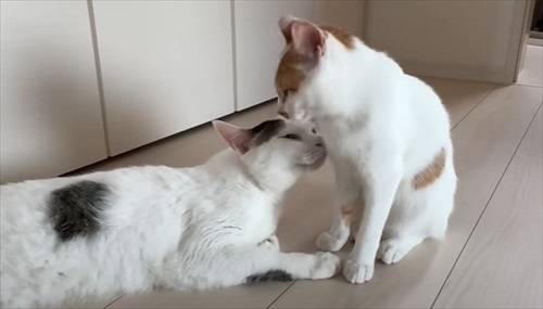 ホットカーペットの良さに気付いた子猫