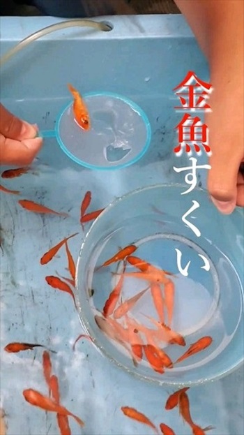 栽培