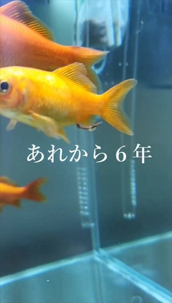 金魚で野菜を育てるアクアポニックス装置