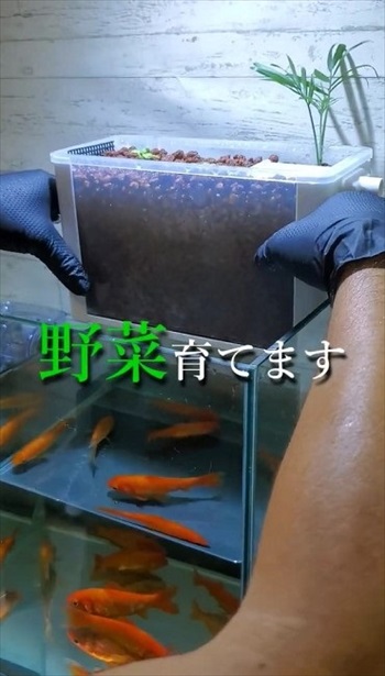 金魚で野菜を育てるアクアポニックス装置