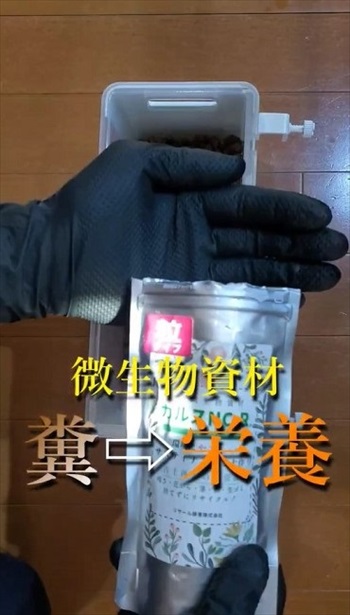 金魚で野菜を育てるアクアポニックス装置