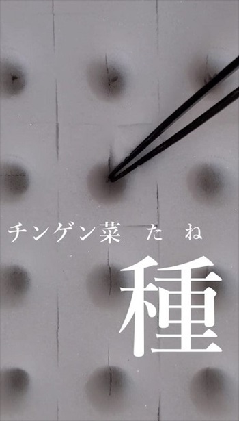 金魚で野菜を育てるアクアポニックス装置