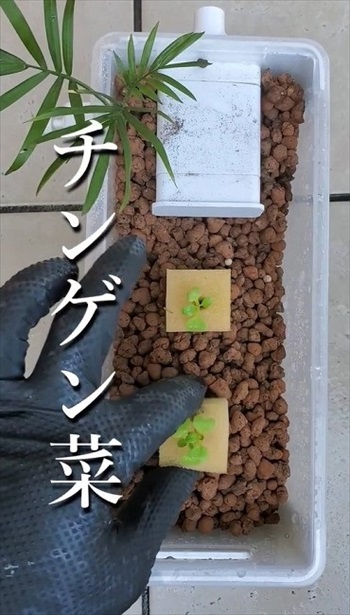 金魚で野菜を育てるアクアポニックス装置