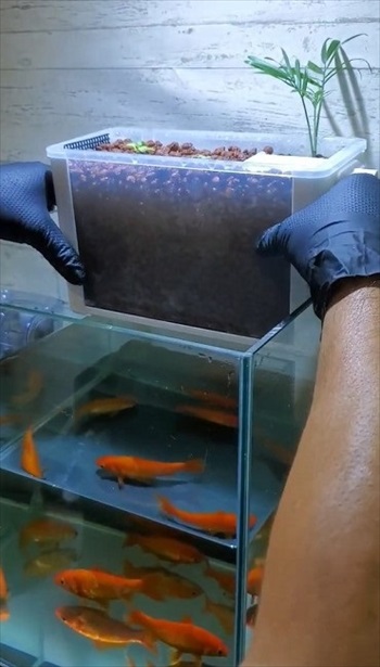 金魚で野菜を育てるアクアポニックス装置