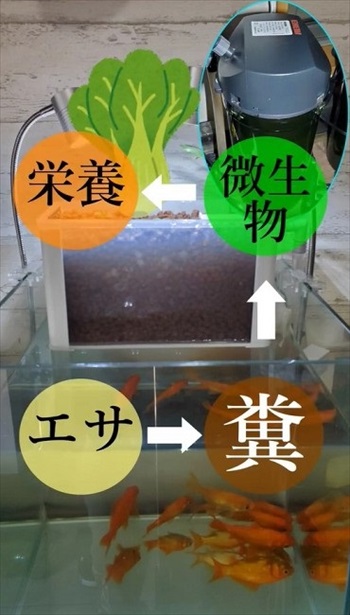 金魚で野菜を育てるアクアポニックス装置