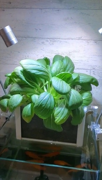 金魚で野菜を育てるアクアポニックス装置