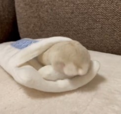 ハムスターの後ろ姿