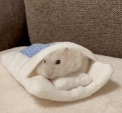 布団から顔を出すハムスター