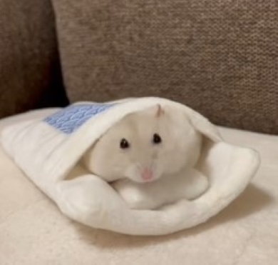 枕に顔を乗せるハムスター