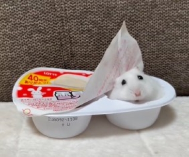雪見だいふくの容器から顔を出すハムスター