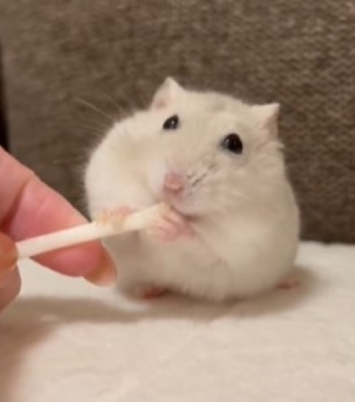 えさを食べるハムスター