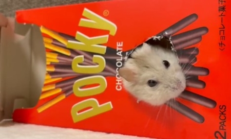 ポッキーの箱から顔を出すハムスター