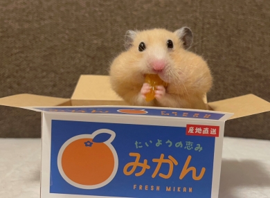 みかんを食べるハムスター