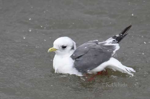 冬 北海道 かわいい 赤い足 鳥 貴重 アカアシミツユビカモメ