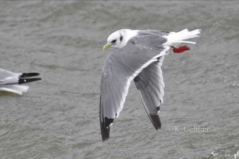 冬 北海道 かわいい 赤い足 鳥 貴重 アカアシミツユビカモメ