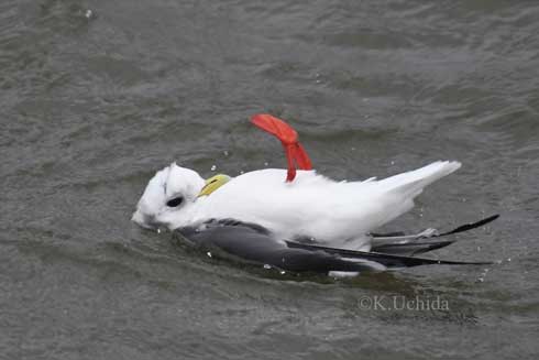 冬 北海道 かわいい 赤い足 鳥 貴重 アカアシミツユビカモメ
