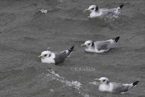 冬 北海道 かわいい 赤い足 鳥 貴重 アカアシミツユビカモメ
