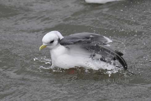 冬 北海道 かわいい 赤い足 鳥 貴重 アカアシミツユビカモメ