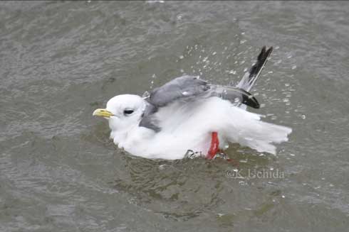 冬 北海道 かわいい 赤い足 鳥 貴重 アカアシミツユビカモメ