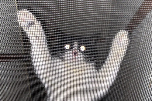 魔王の呪いが……！