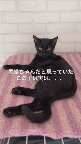 黒猫ちゃんの白い毛