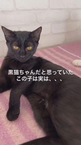 黒猫ちゃんの白い毛