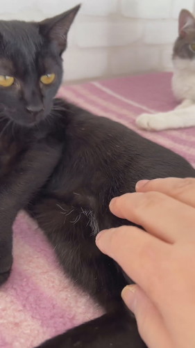 黒猫ちゃんの白い毛